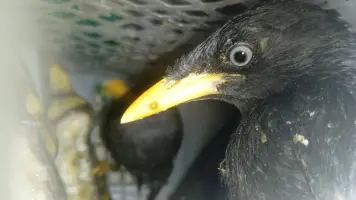 Modus Titip Muatan, Karantina Amankan Ratusan Burung Tanpa Dokumen di Bakauheni