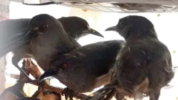 Penyelundupan Burung Kembali Terjadi, Barantin dan Flight Hentikan Bus di Bakauheni